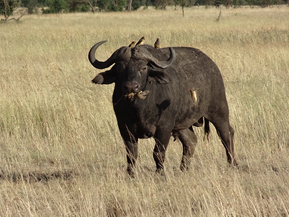 Buffalo savannah animals
