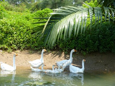 White family birds