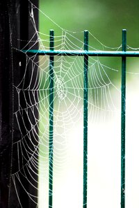 Animal nature dew