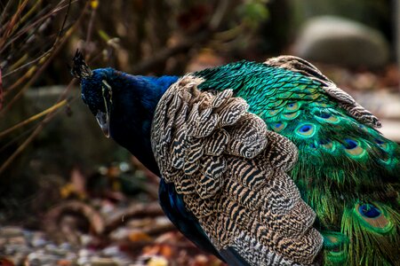 Blue animal feather