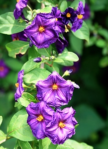 Dainty delicate floral photo