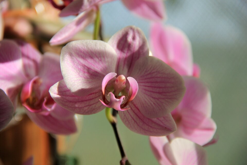 Flower sunlight pink photo