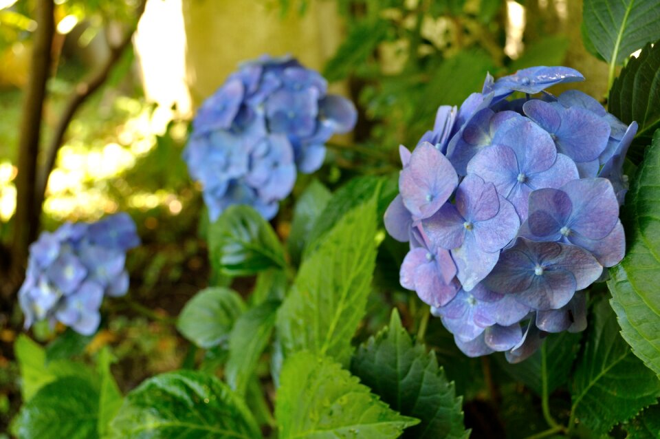 Flowers garden beautiful hydrangea