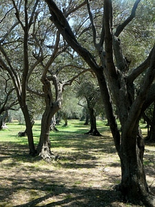 Tree organic agriculture