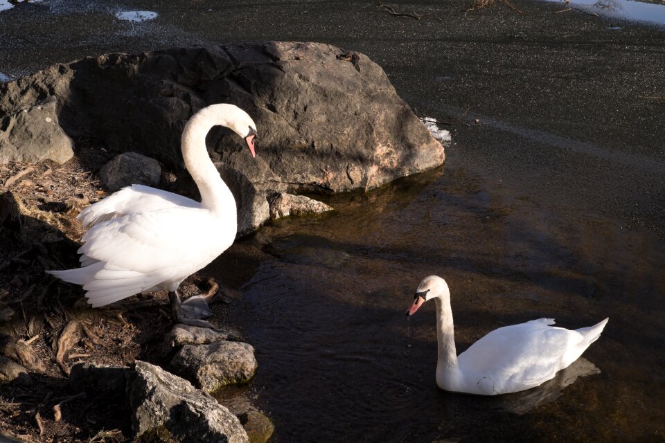 Swan animals water