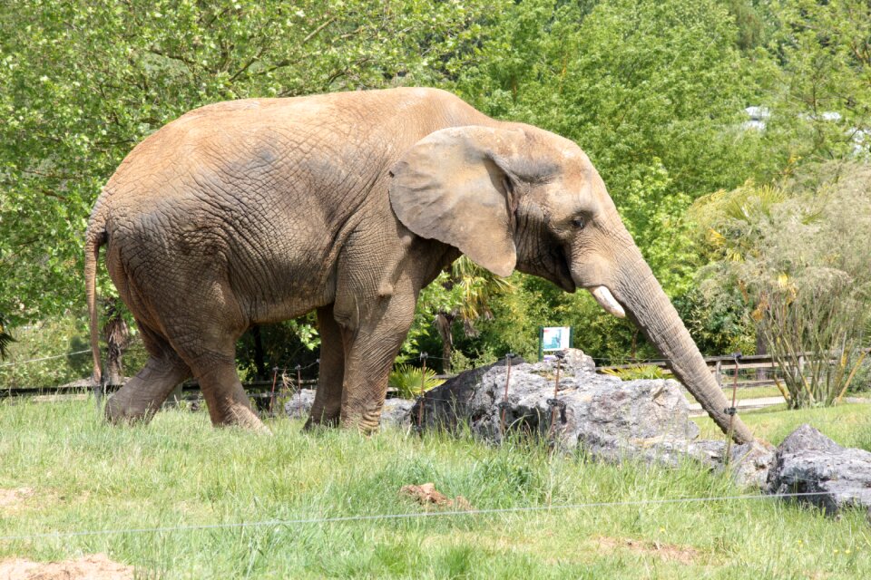 Savannah animal pachydermata