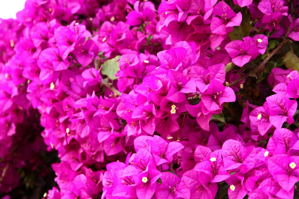 Bougainvillea flowers pink