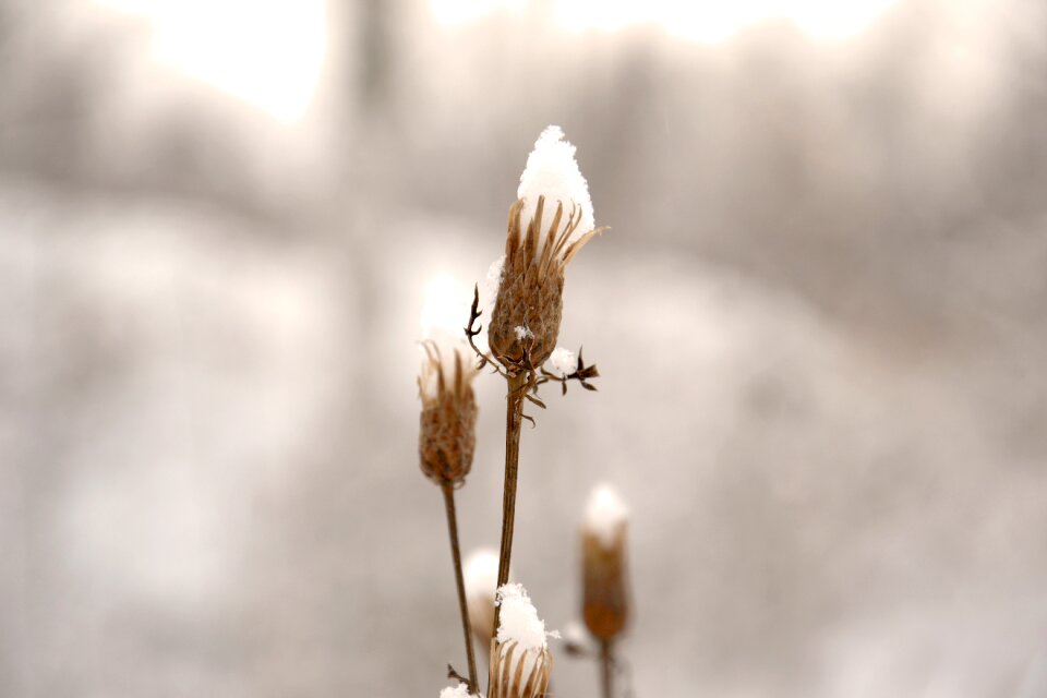 Plant dry plant snow