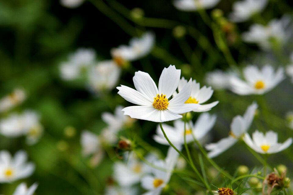 Cosmos nature independence hall