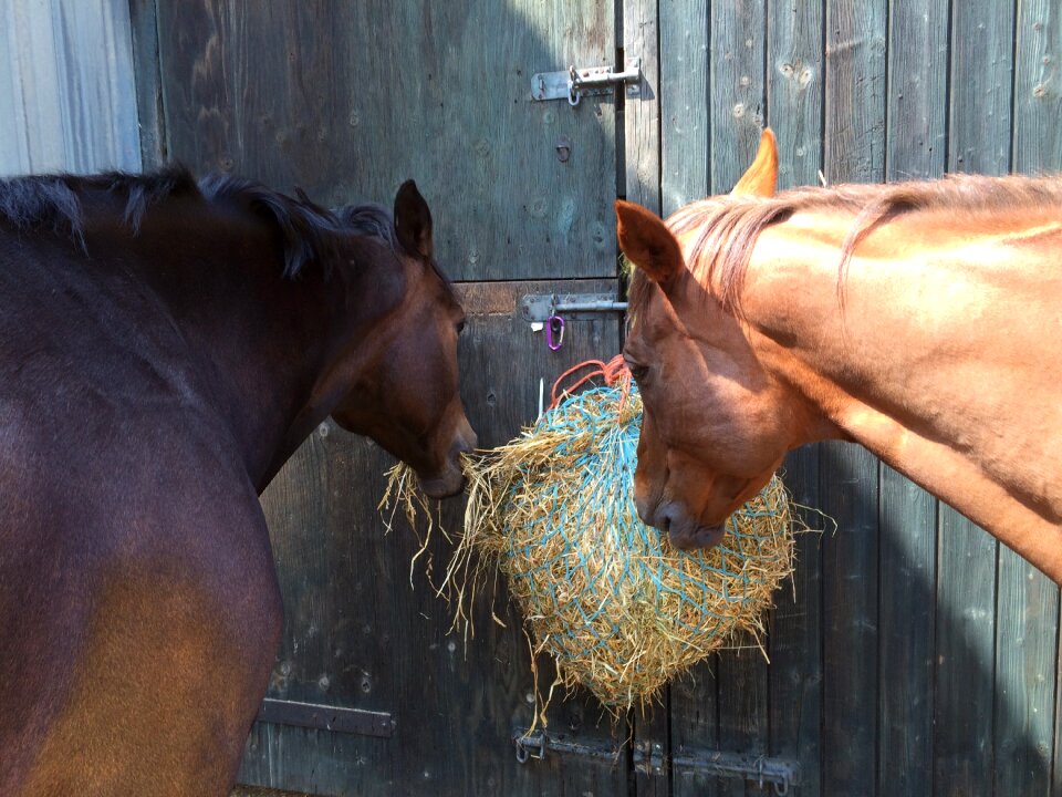 Farm equine equestrian