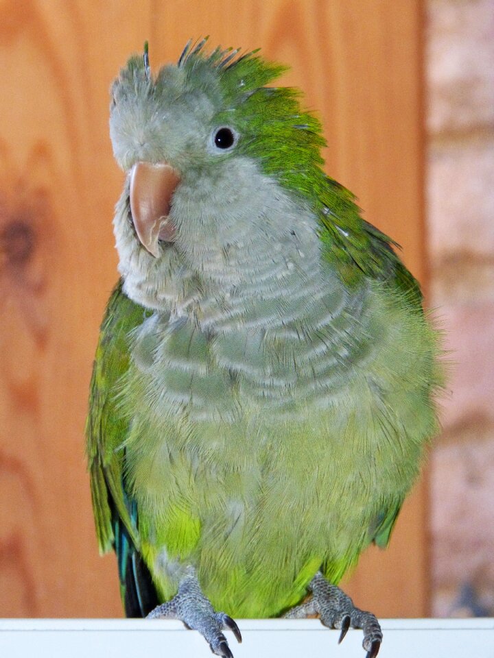 Pet feathers green