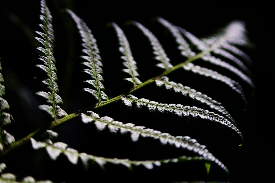 Natural botanical organic