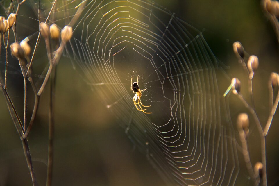 Cobweb nature insect