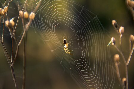 Cobweb nature insect
