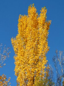 Falling leaves autumn populus alba