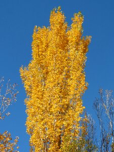 Falling leaves autumn populus alba photo