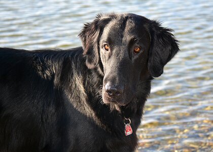 Flat retriever black photo