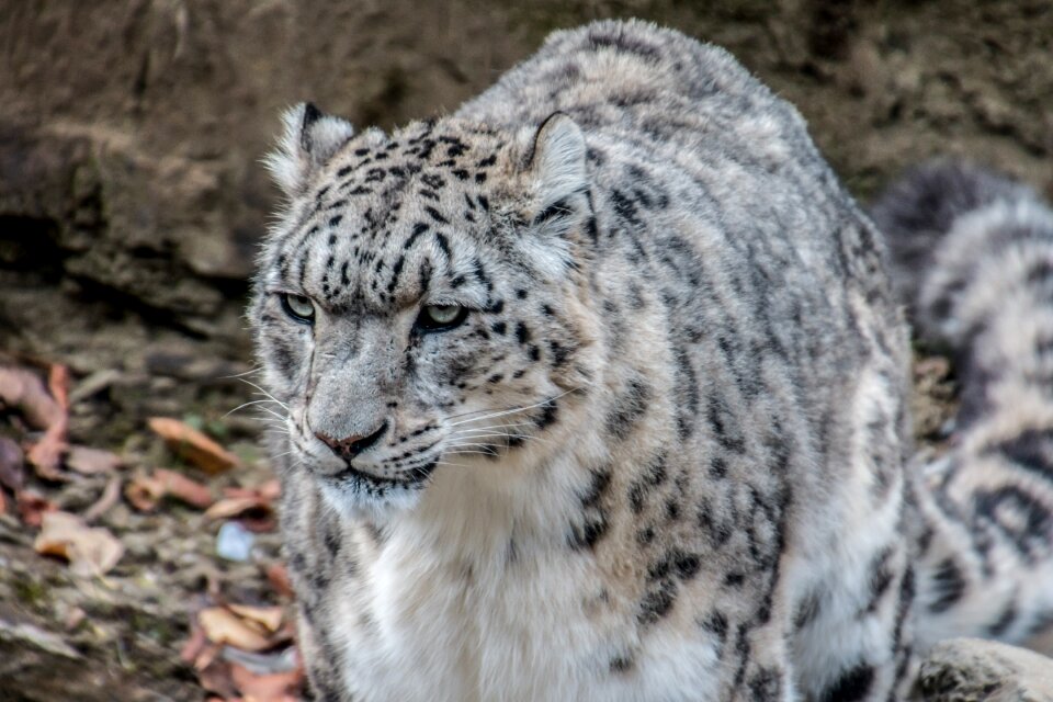 Big cat predator noble