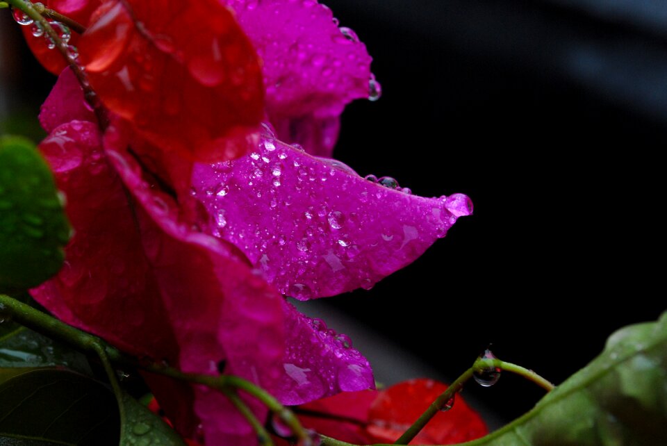 Flowers petals beauty