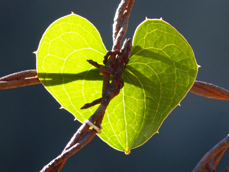 Leaf barbed wire metaphor