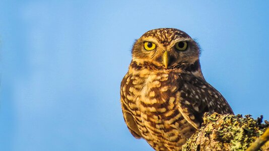 Bird nature look