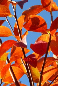 Autumn khaki rosewood