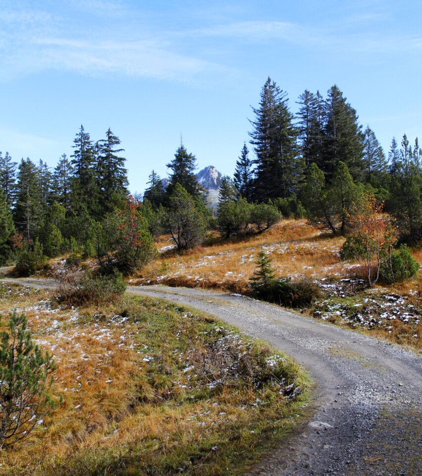 Mountains fir tree tree