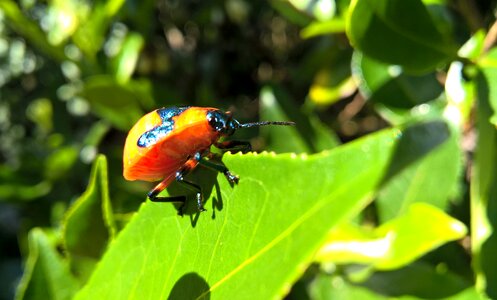 Beetle beetles Free photos