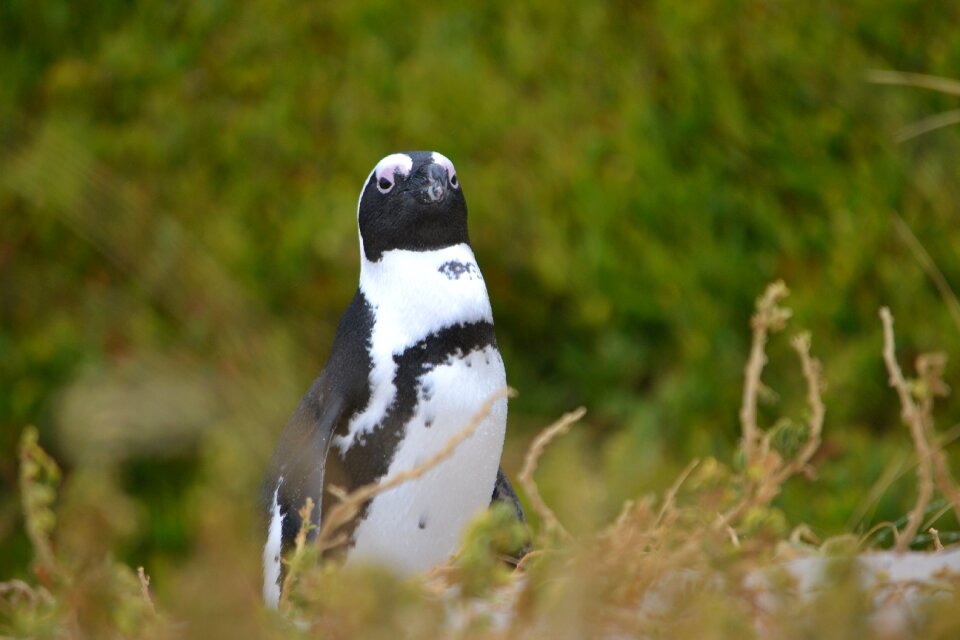 South africa cape penguin