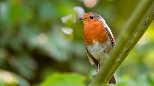 Nature wildlife small