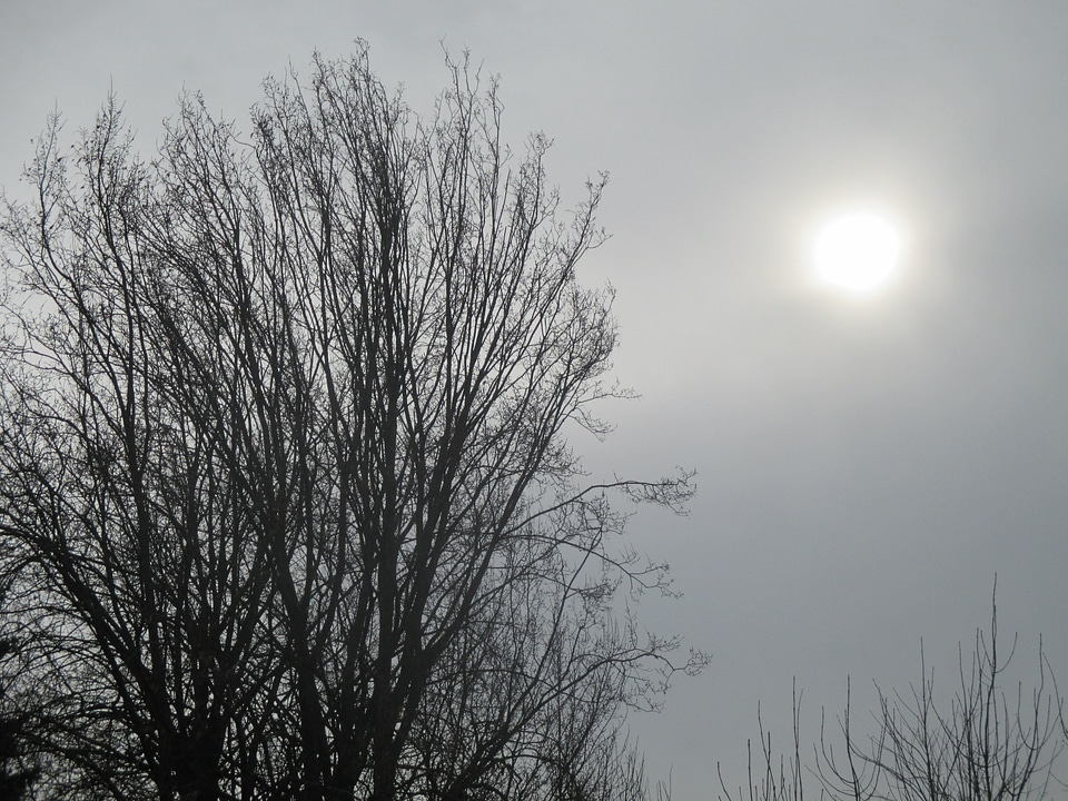 Sky branches sun foggy