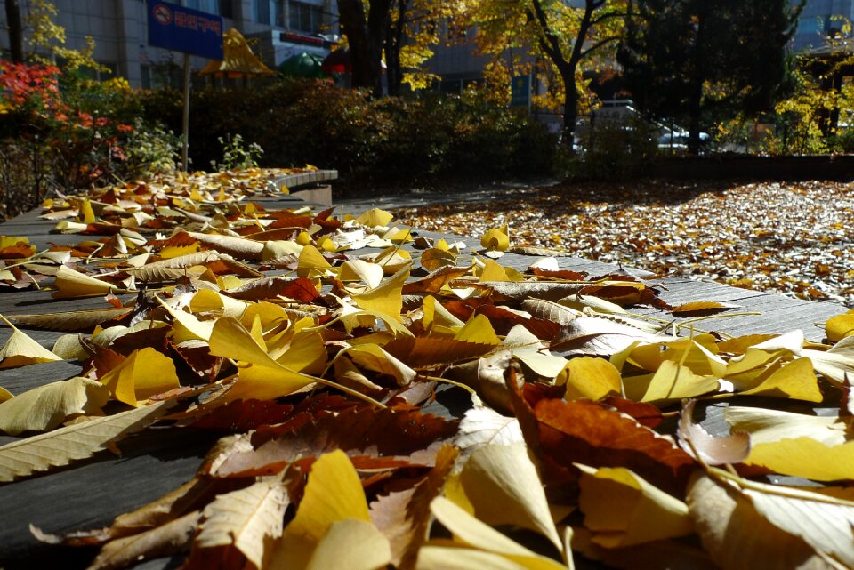 Maple bank leaves ginkgo