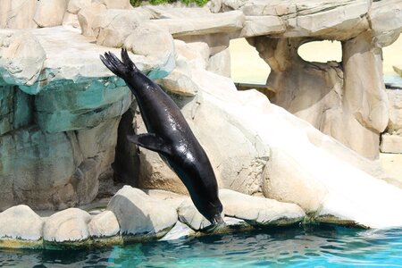 Aquatic diving penguin