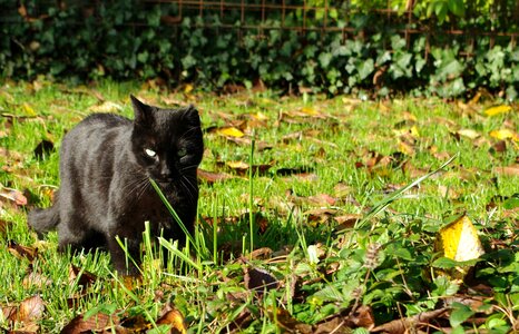 Black feline garden photo