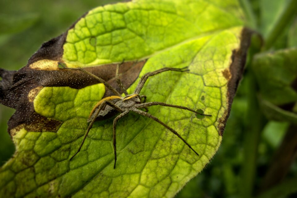 Spider leaf garden