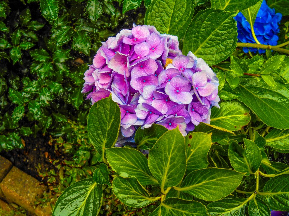 Flower garden