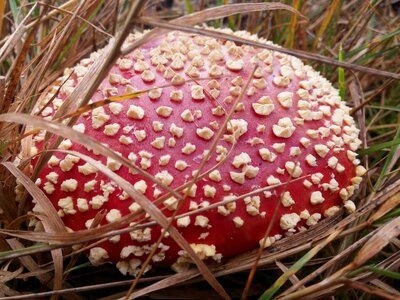 Fungus red poison