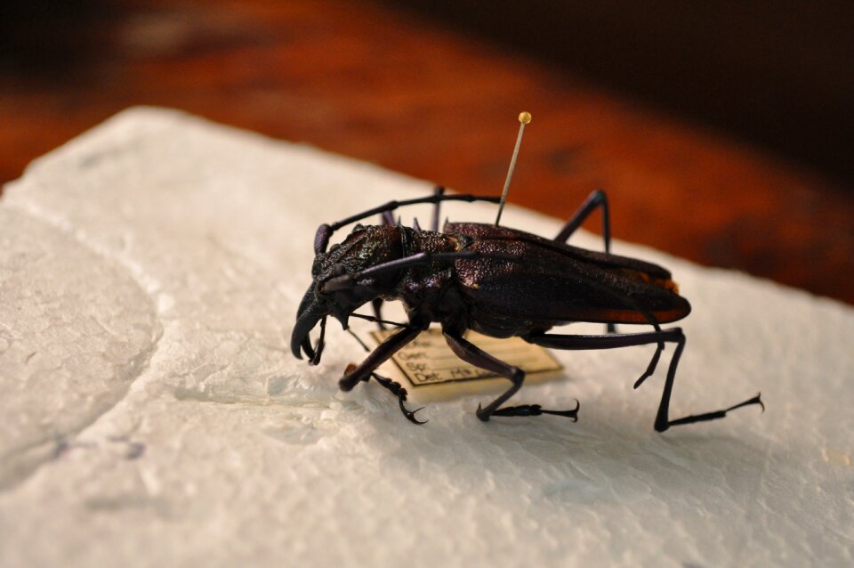 Nature exoskeleton bug