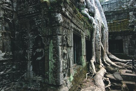 Tree asia root
