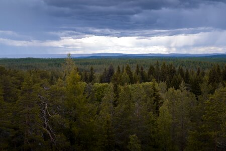 Tree north rainy