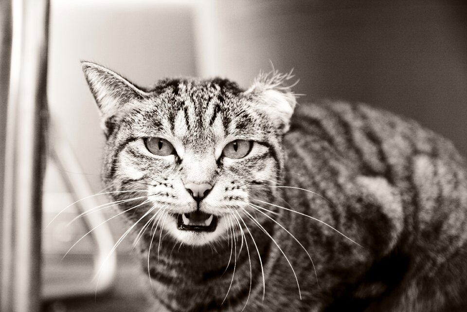 Cat animal facial