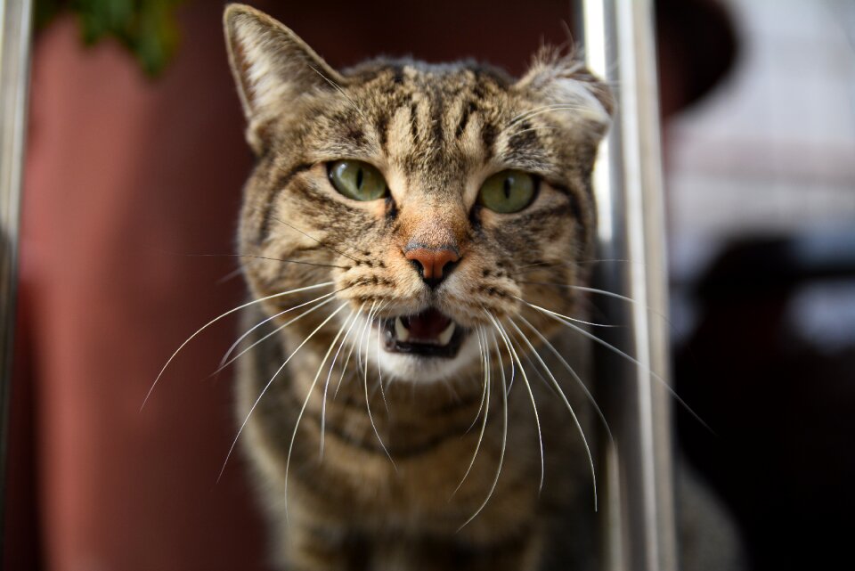 Cat animal facial photo