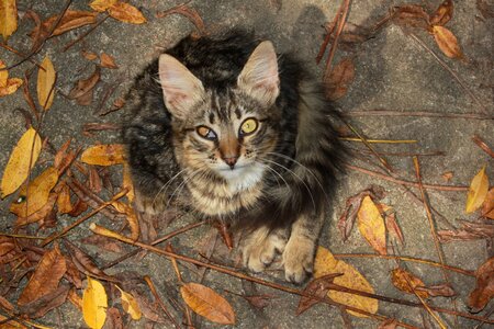 Backyard tabby squint