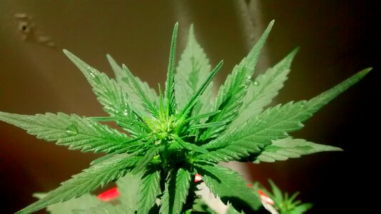 Plant green thc
