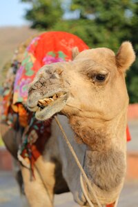 Sand nature jaipur