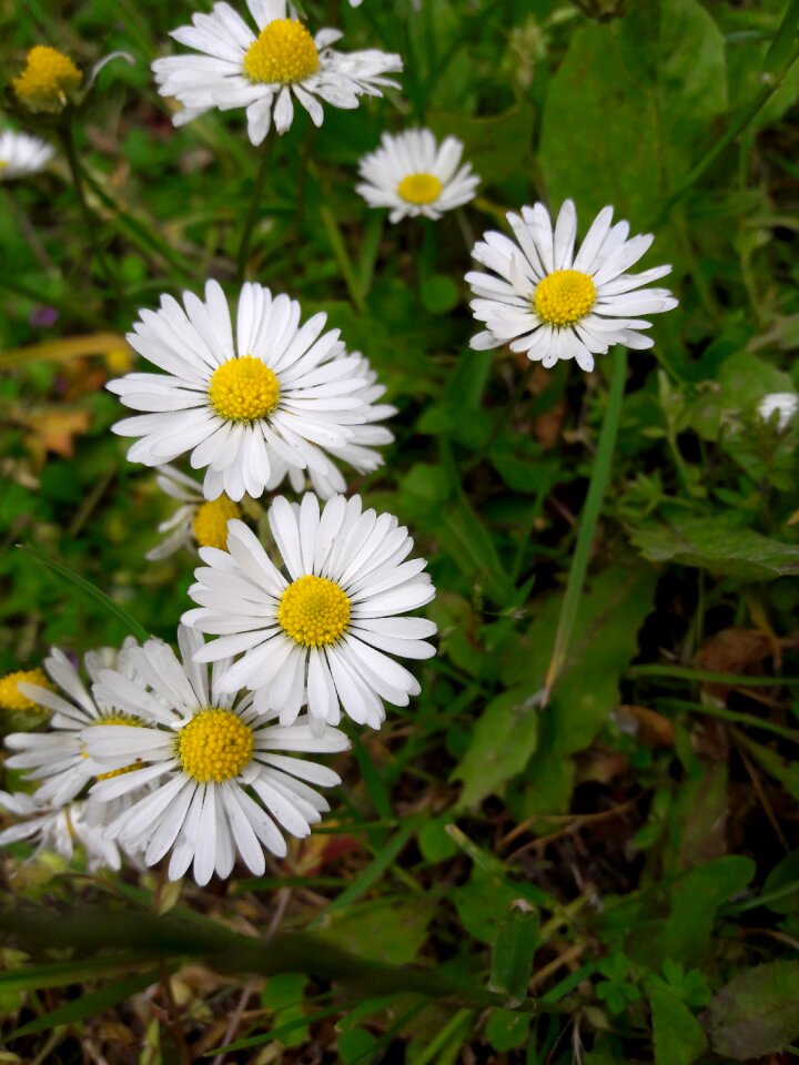 Chamomile flower nature