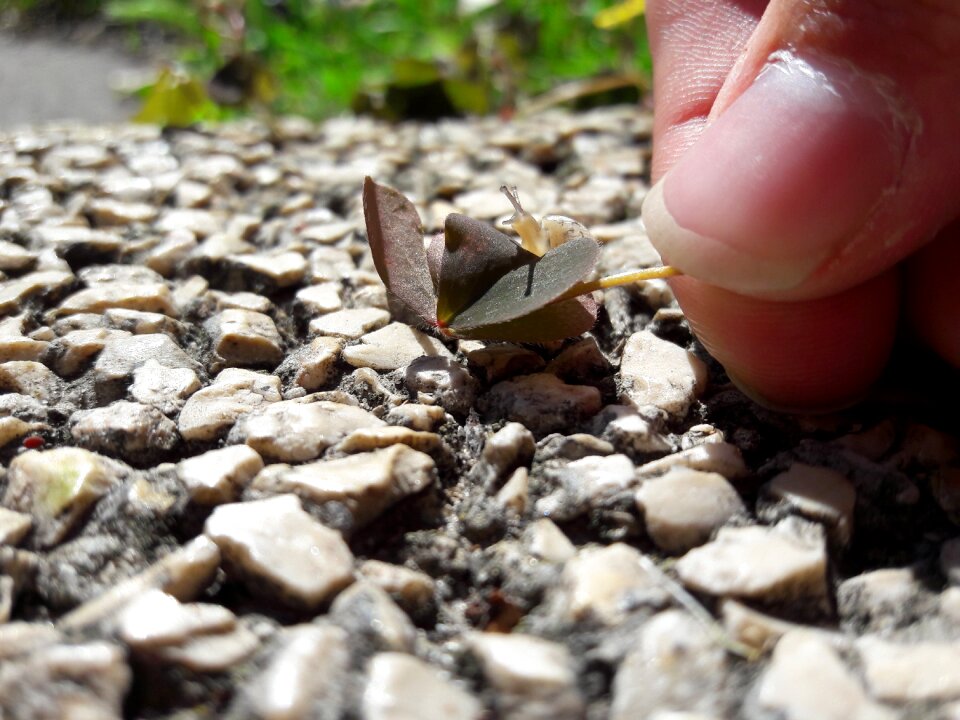 Snail sunshine spring