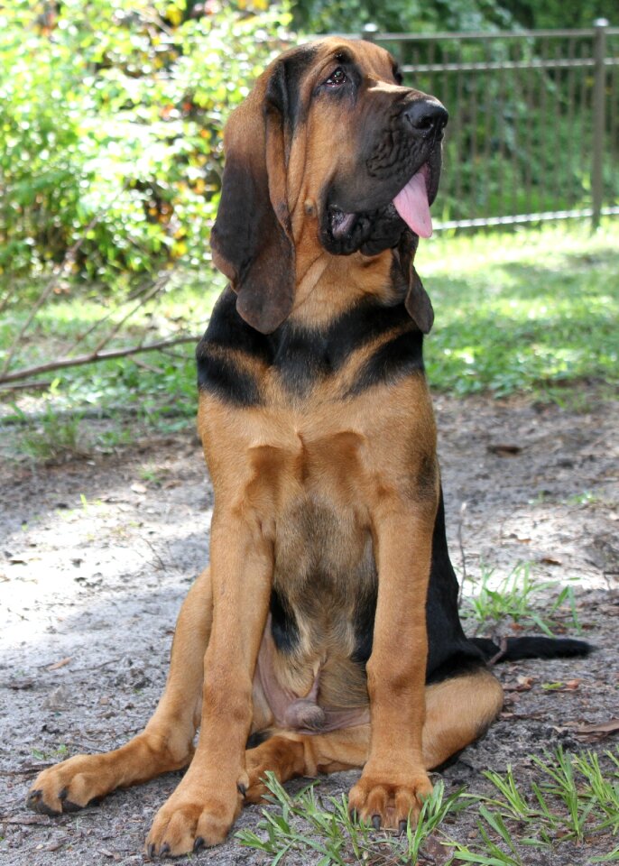 Puppy helmut dog