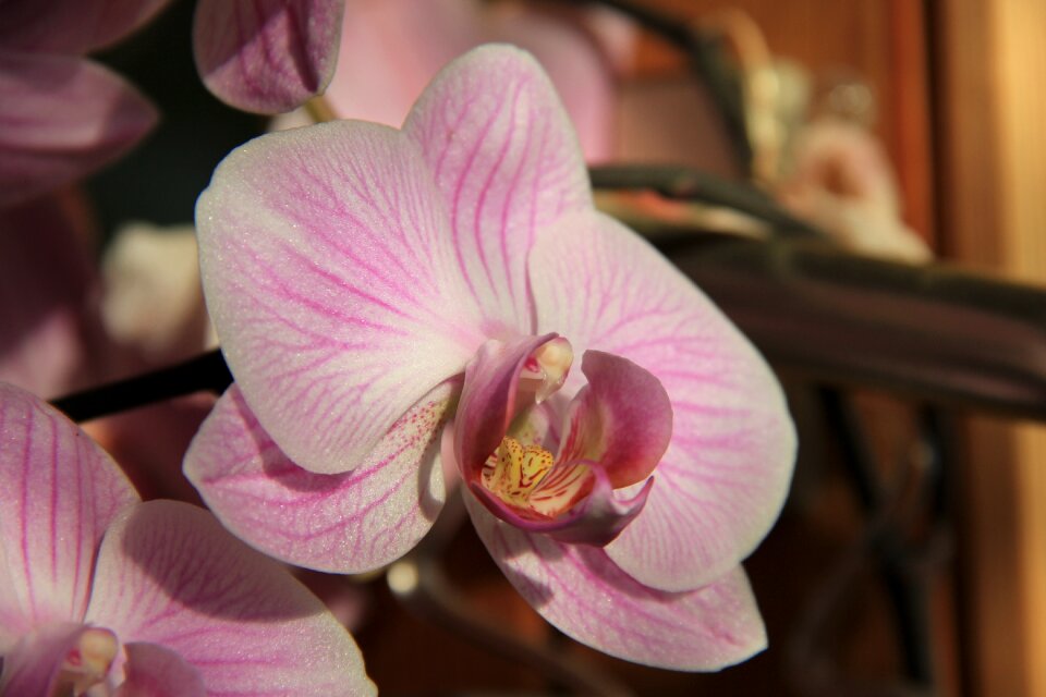 Flower sunlight pink