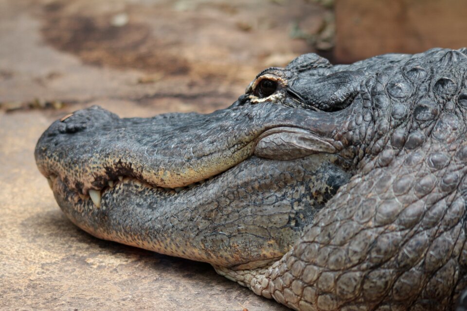 Crocodile danger predator